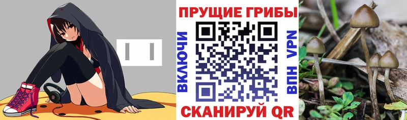 Псилоцибиновые грибы Cubensis  дарнет шоп  Судак 